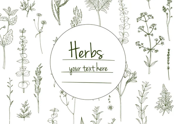 Herbs Flowers Vector Color Line Space Text Template Sketch Herbs — Stock Vector