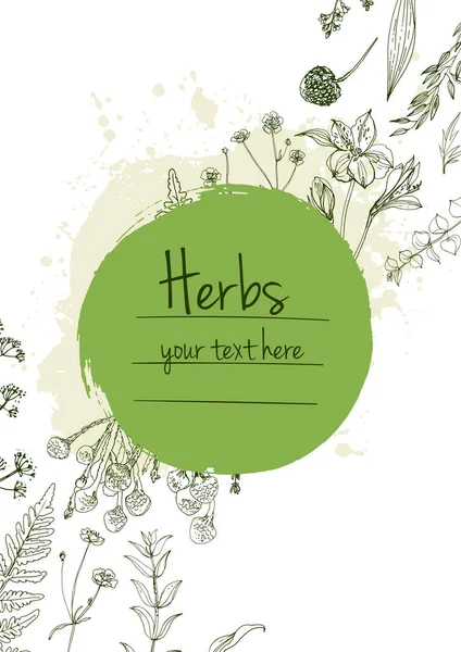 Herbs Flowers Vector Color Line Space Text Template Sketch Herbs — Stock Vector