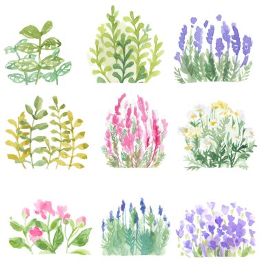 Beyaz arka planda suluboya kaplarda seramik saksılarda çiçekler ve otlar. İtalyan baharatları. Bahçe ve ev için dekorasyon. Suluboya