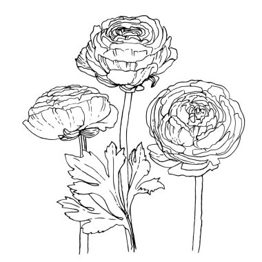 Ranunculus. Flowers drawn by a line on a white background. Vector sketch of garden flowers vintage