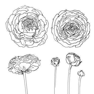 Ranunculus. Flowers drawn by a line on a white background. Vector sketch of garden flowers vintage