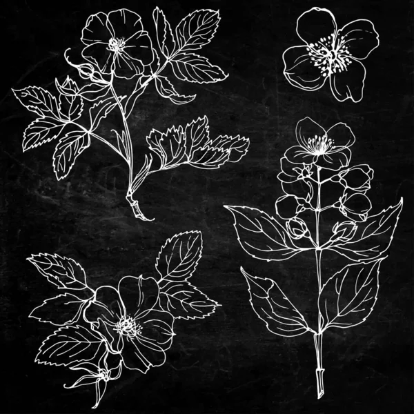 Линия Роз Нарисована Белом Фоне Набор Садовых Цветов Кустарниковые Розы — стоковый вектор