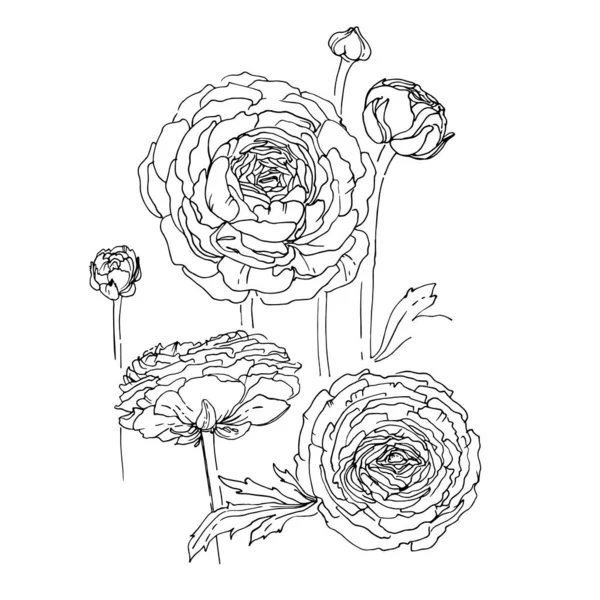 Ranunculus Flowers Drawn Line White Background Vector Sketch Garden Flowers — Vector de stock