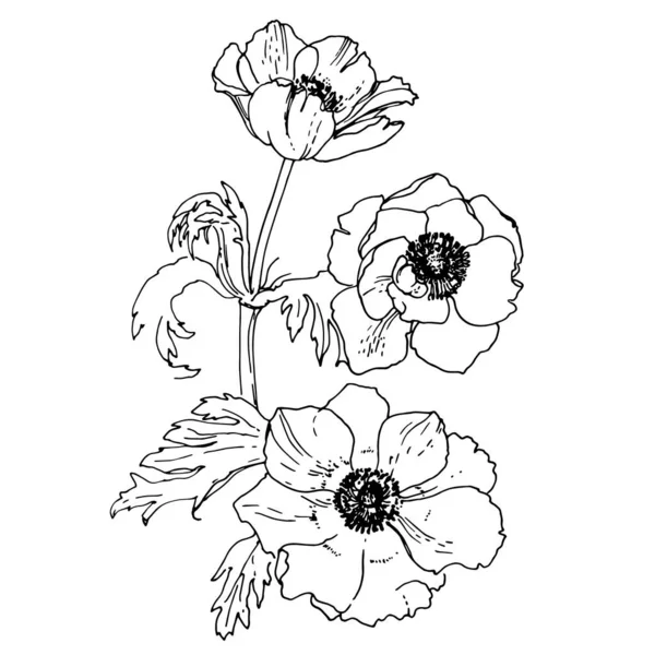 Anemone Drawn Black Line White Background Vector Sketch Flower Vintage — Archivo Imágenes Vectoriales