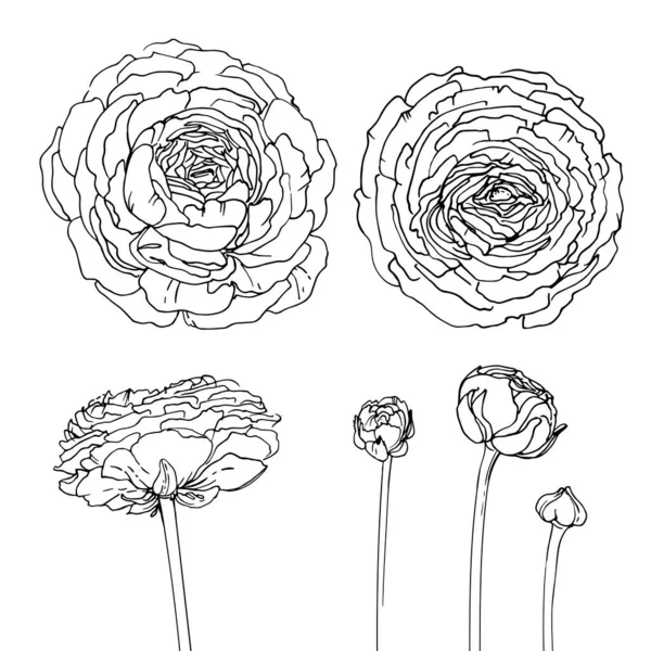 Ranunculus Flowers Drawn Line White Background Vector Sketch Garden Flowers — Stock Vector