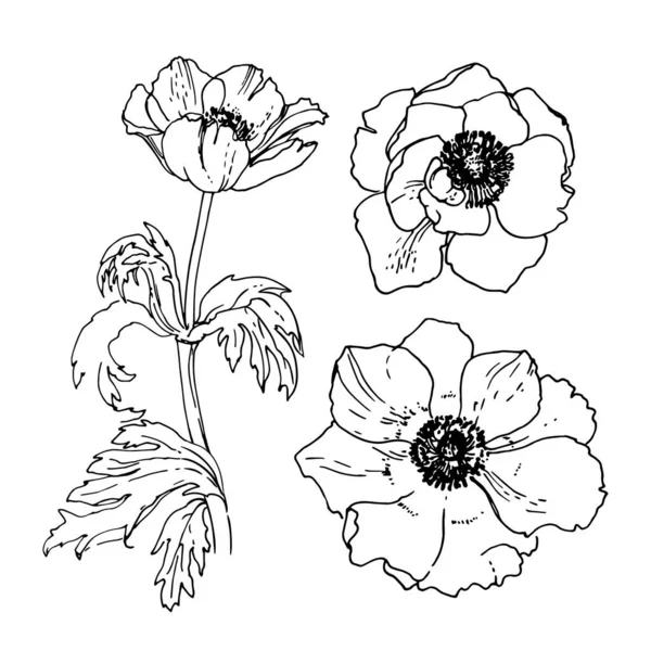 Anemone Drawn Black Line White Background Vector Sketch Flower Vintage — Vector de stock