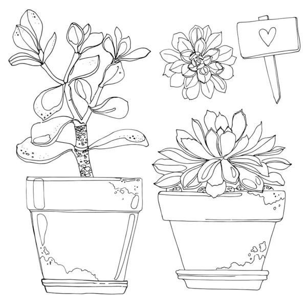Succulents Cacti Line Drawn White Background Flowers Desert Vektoryny Drawing — ストックベクタ