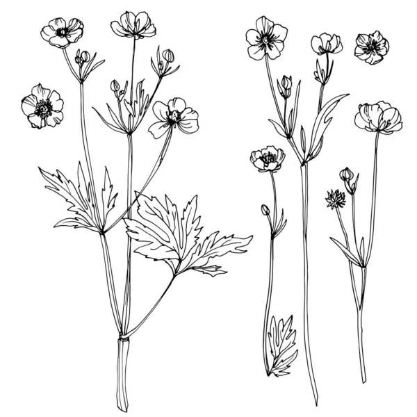 Ranunculus Flowers Drawn Line White Background Vector Sketch Garden Flowers — Archivo Imágenes Vectoriales