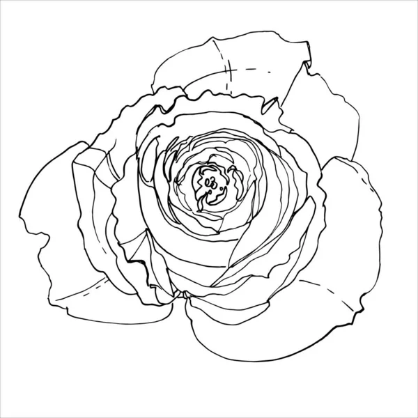 Rosen Linie Auf Weißem Hintergrund Gezeichnet Eine Reihe Von Gartenblumen — Stockvektor
