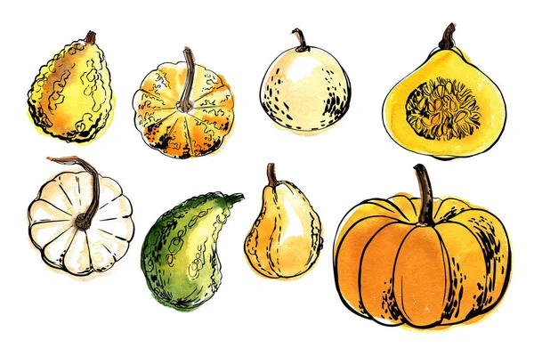 Sketch Food Vegetables Line Watercolor Orange Pumpkin Illustration — Vettoriale Stock