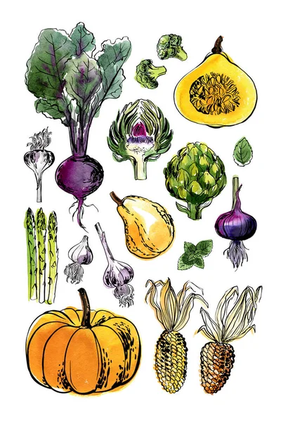 Skiss Matgrönsaker Efter Linje Och Akvarell Orange Pumpa Illustration — Stock vektor