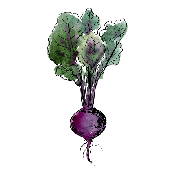 Betteraves Légumes Croquis Encre Nourriture Par Ligne Sur Fond Blanc — Image vectorielle