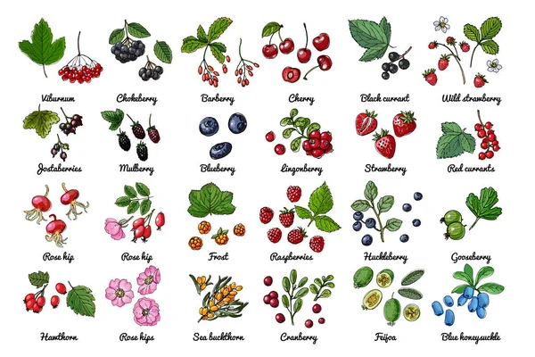 Wektorowe ikony żywności z jagód. Kolorowy szkic produktów spożywczych. Porzeczka czarna, czerwona porzeczka, truskawka, truskawka, kwiaty dzikiej róży, wiśnia, jesion górski, kruszyna, agrest — Wektor stockowy