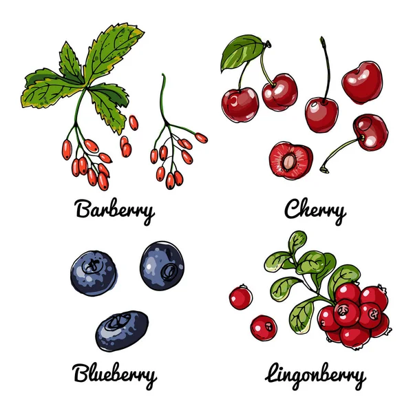 Vector food icons of berries. Colored sketch of food products. Barberry, cherry, blueberry, lingonberry — Stock Vector