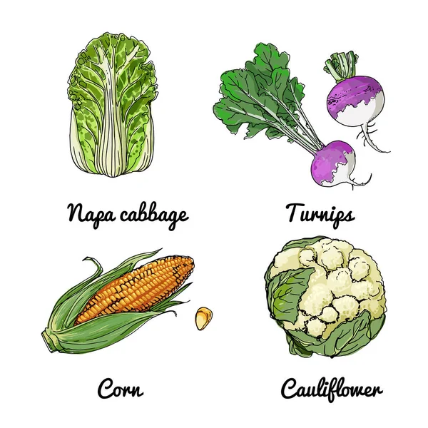 Vector de alimentos iconos de verduras y especias, hierbas. Esbozo coloreado de productos alimenticios. Col china, nabos, maíz, coliflor — Archivo Imágenes Vectoriales