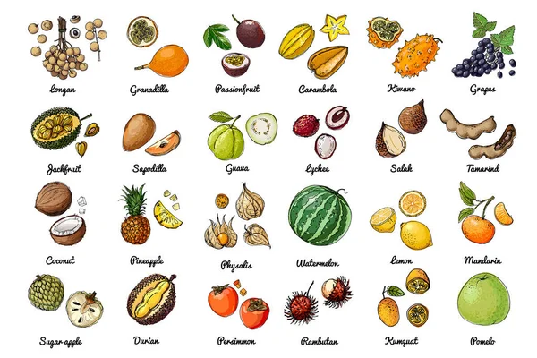 Vector voedsel pictogrammen van fruit. Gekleurde schets van voedingsmiddelen. Watermeloen, abrikoos, ananas — Stockvector