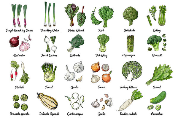 Векторные пищевые иконы трав и овощей, салатов и специй. Цветной набросок пищевых продуктов. ceberg салат, sorrl, Daikon редис, огурец