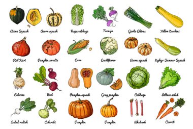 Sebze ikonları. Renkli gıda ürünleri taslağı. Balkabağı, salatalık, patlıcan, şalgam, balkabağı, salata, pancar