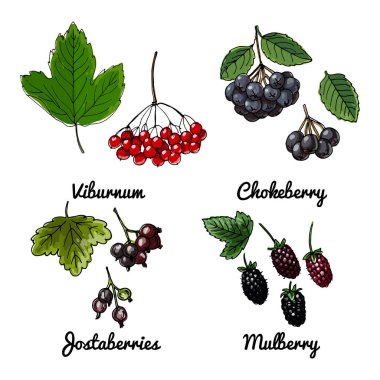 Meyvelerin vektör gıda ikonları. Renkli gıda ürünleri taslağı. Viburnum, Chokeberry, Jostaberries, Mulberry