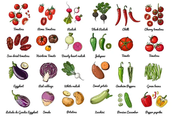 Ícones de comida vetorial de verduras. Desenho colorido de produtos alimentares. Tomate, pimentão, berinjela, salada, ervas, temperos, rabanete —  Vetores de Stock