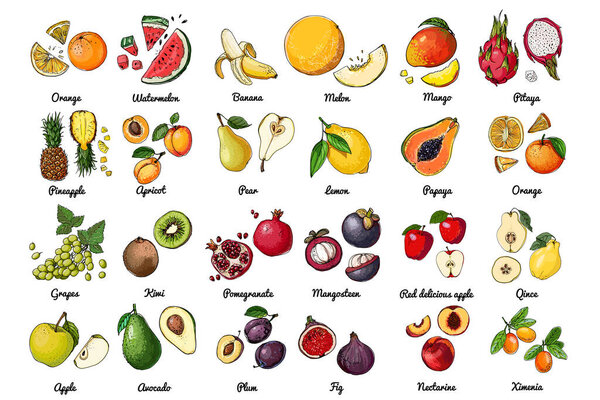 Векторные пищевые иконы фруктов. Цветной набросок пищевых продуктов. экзотические фрукты, дыня, инжир, киви, виноград
