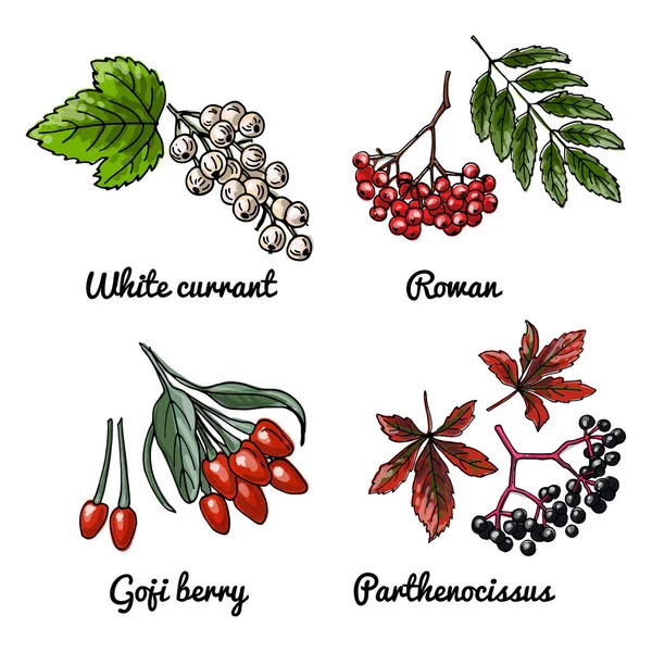 Vektoressen Ikonen der Beeren. Farbige Skizze von Lebensmitteln. Weiße Johannisbeere, Eberesche, Goji-Beere, Parthenocissus — Stockvektor