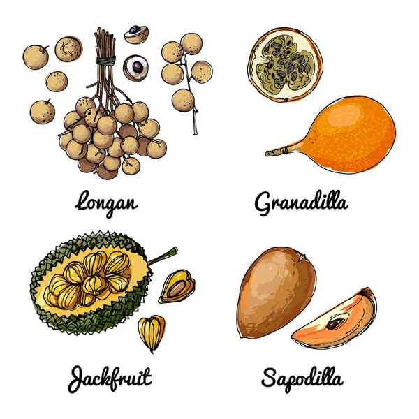 Vektor mat ikoner av frukt. Färgad skiss av livsmedelsprodukter. Granadilla, långfenad tonfisk, jackfrukter, sagodilla — Stock vektor