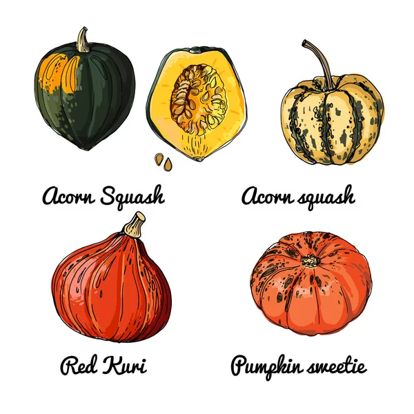南瓜。蔬菜的病媒食物图标。食品的彩绘草图.橡果南瓜，红胡桃，南瓜甜 — 图库矢量图片