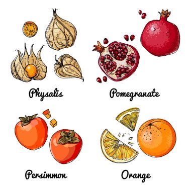 Meyvelerin vektör gıda ikonları. Renkli gıda ürünleri taslağı. Physalis, nar, hurma.