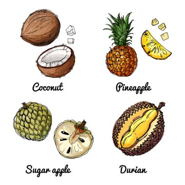 Meyvelerin vektör gıda ikonları. Renkli gıda ürünleri taslağı. Hindistan cevizi, ananas, elma şekeri, durian