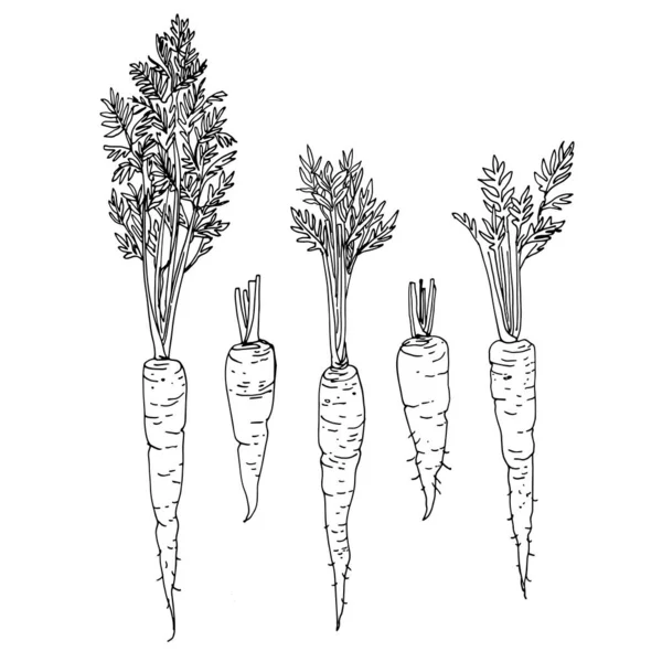 Carottes colorées, pourpre, orange. Icônes alimentaires vectorielles de légumes. Croquis coloré des produits alimentaires. — Image vectorielle