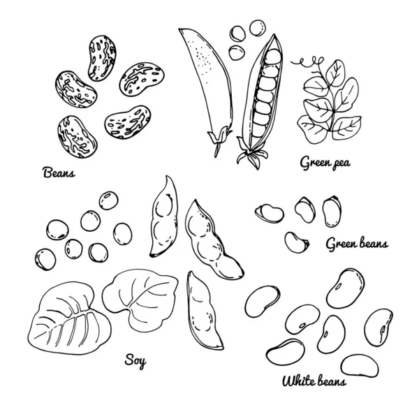 Vita bönor, gröna bönor, sojabönor, gröna ärtor. Vektor mat ikoner av grönsaker. Färgad skiss av livsmedelsprodukter. — Stock vektor