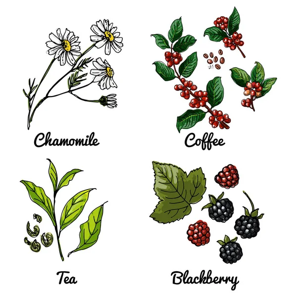 Böğürtlen Bitki Çiçek Ikonları Renkli Gıda Ürünleri Taslağı Papatya Çayı — Stok Vektör