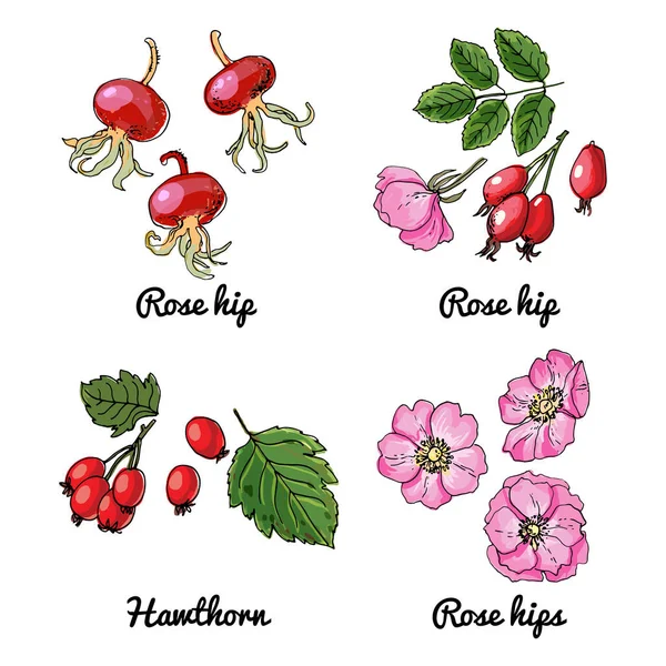 Rosehip Hawthorn Meyvelerin Vektör Gıda Ikonları Renkli Yemek Taslağı — Stok Vektör