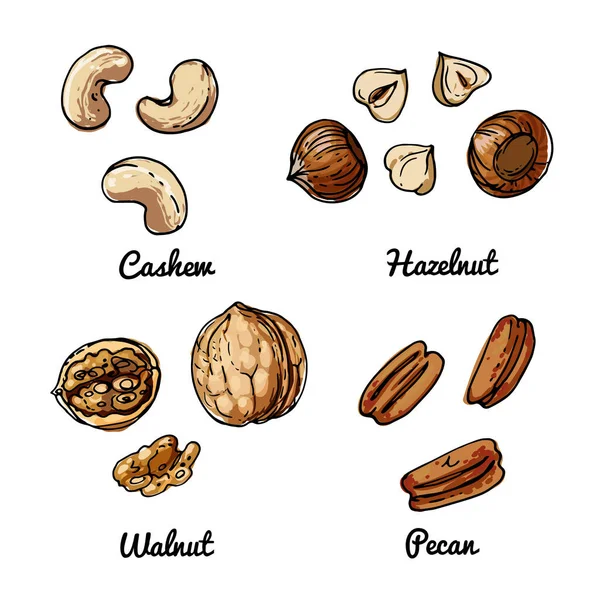 Ikon Makanan Vektor Kacang Sketsa Warna Dari Produk Makanan Cashew - Stok Vektor