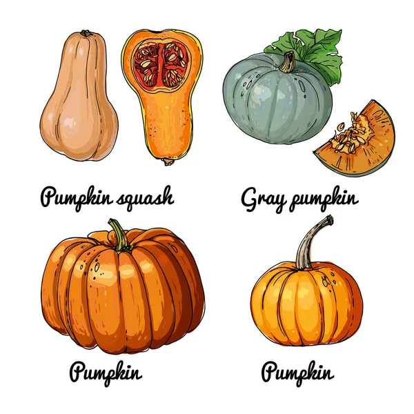 Vektor mat ikoner av grönsaker. Färgad skiss av livsmedelsprodukter. pumpa, grå pumpa, squash pumpa, halloween pumpa — Stock vektor