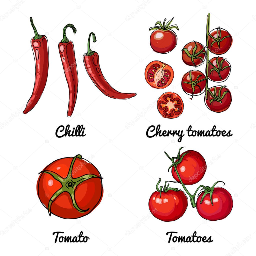 Vector food icons of vegetables and spices, herbs. Colored sketch of food products. Chili peppers, cherry tomatoes, tomatoes.