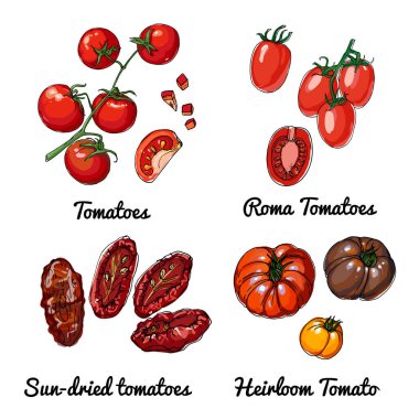 Tomatoes. Vector food icons of vegetables. Colored sketch of food products. Roma tomatoes, sun dried tomatoes, heiloom clipart
