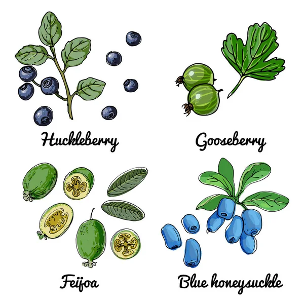 Vektoressen Ikonen Der Beeren Farbige Skizze Von Lebensmitteln Preiselbeere Blaubeere — Stockvektor