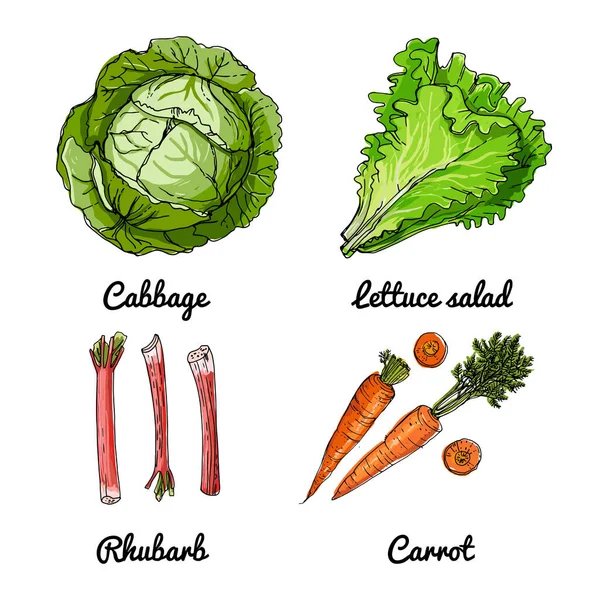 Vector Voedsel Pictogrammen Van Groenten Kruiden Kruiden Gekleurde Schets Van — Stockvector