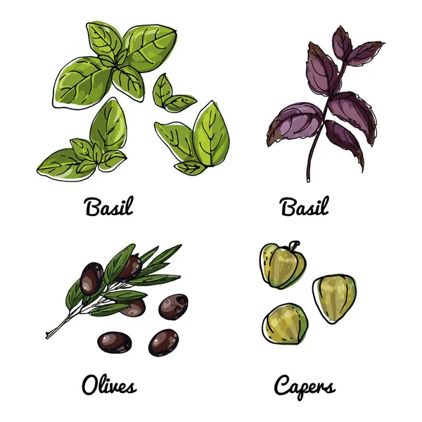 Sebze Baharat Şifalı Bitkilerden Oluşan Ikonlar Renkli Gıda Ürünleri Taslağı — Stok Vektör