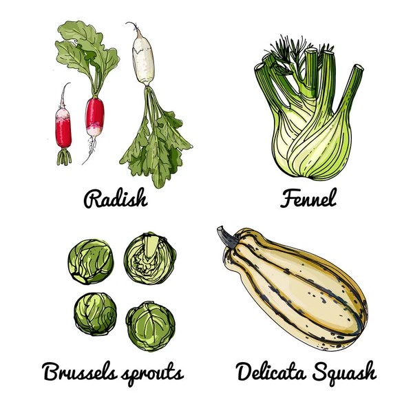 Vector Voedsel Pictogrammen Van Groenten Gekleurde Schets Van Voedingsmiddelen Rauw — Stockvector