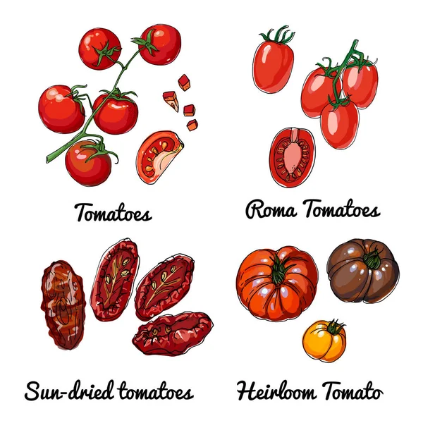 Tomates Vector Alimentos Iconos Verduras Esbozo Coloreado Productos Alimenticios Tomates — Vector de stock