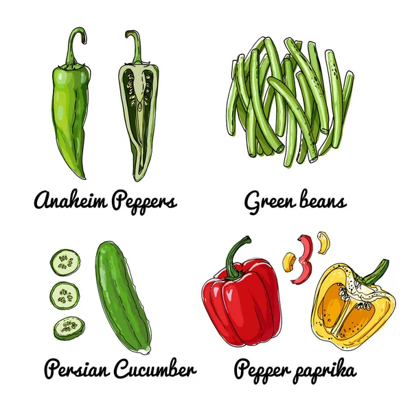 Vector Voedsel Pictogrammen Van Groenten Gekleurde Schets Van Voedingsmiddelen Anaheim — Stockvector