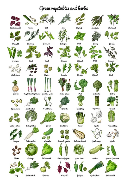 绿色蔬菜和香草 蔬菜的病媒食物图标 食品的彩绘草图 朝鲜蓟 牛油果 — 图库矢量图片