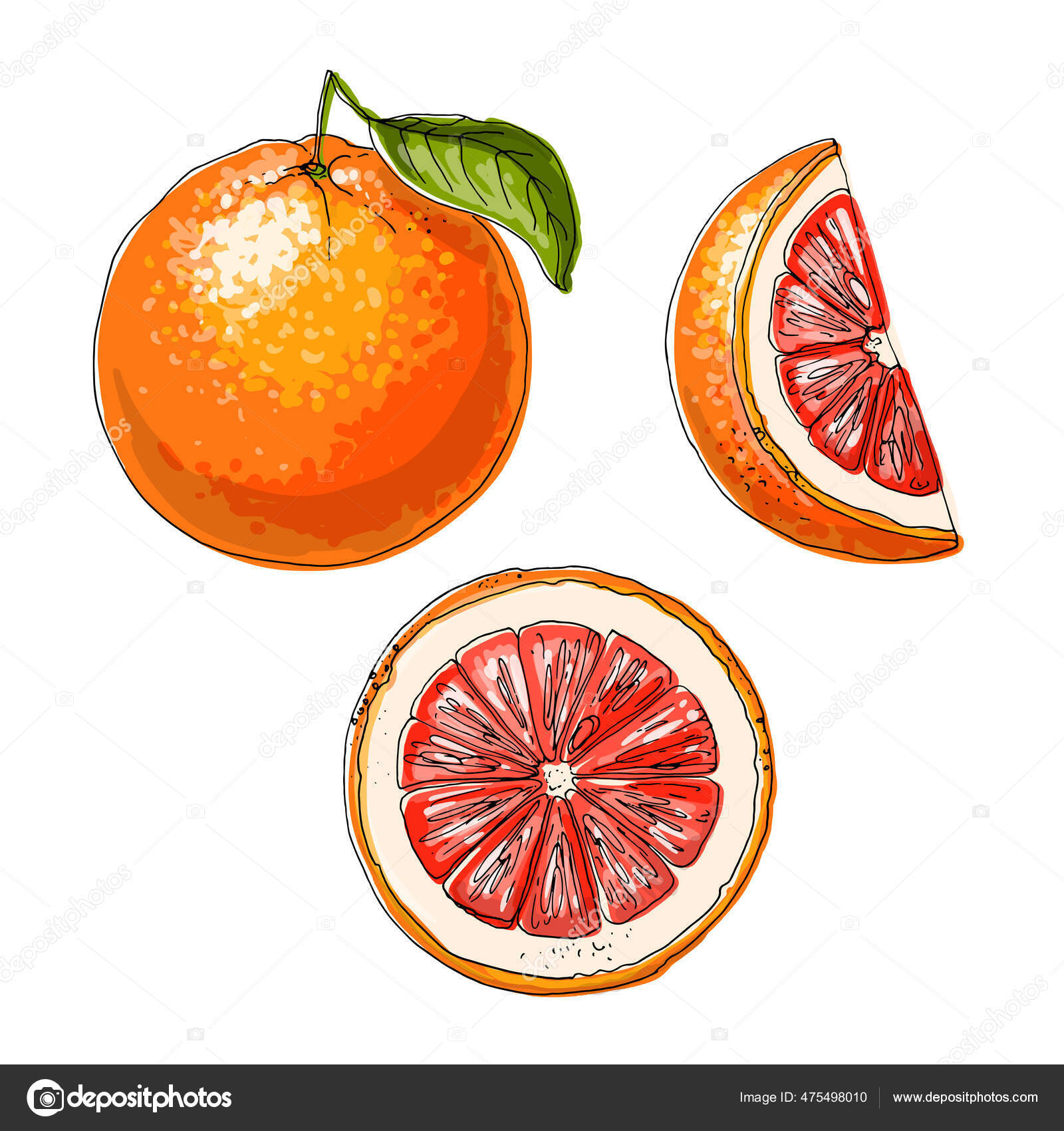 Pomelo Dibujo Vectorial Los Alimentos Cítricos Color vector, gráfico