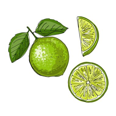 Kireç. Yiyecek taşıyıcı çizimi. Citrus Rengi
