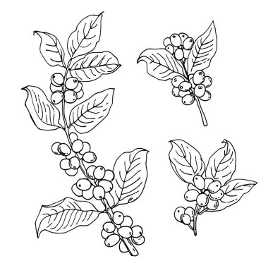 Bir bardak kahve, böğürtlen. Vektör gıda ikonları. Renkli gıda ürünleri taslağı. Renk