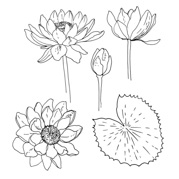 Water Lily Vector Sketch Flowers Line White Background — Stock Vector