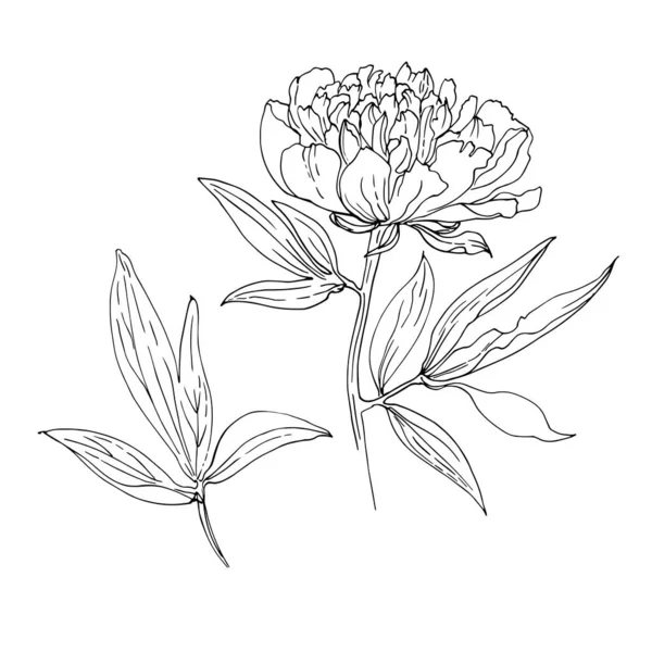 Pfingstrose Mit Blättern Vektorskizze Von Blumen Nach Strich Auf Weißem — Stockvektor